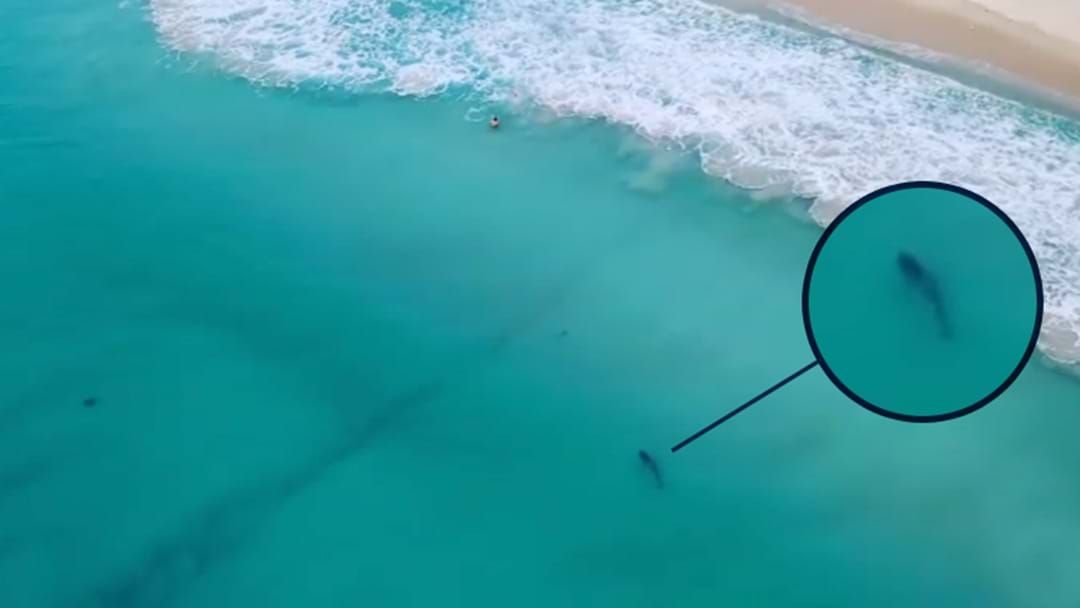 Article heading image for Meanwhile, A Bloody Big Shark Was Filmed Off Scarborough Beach Last Night