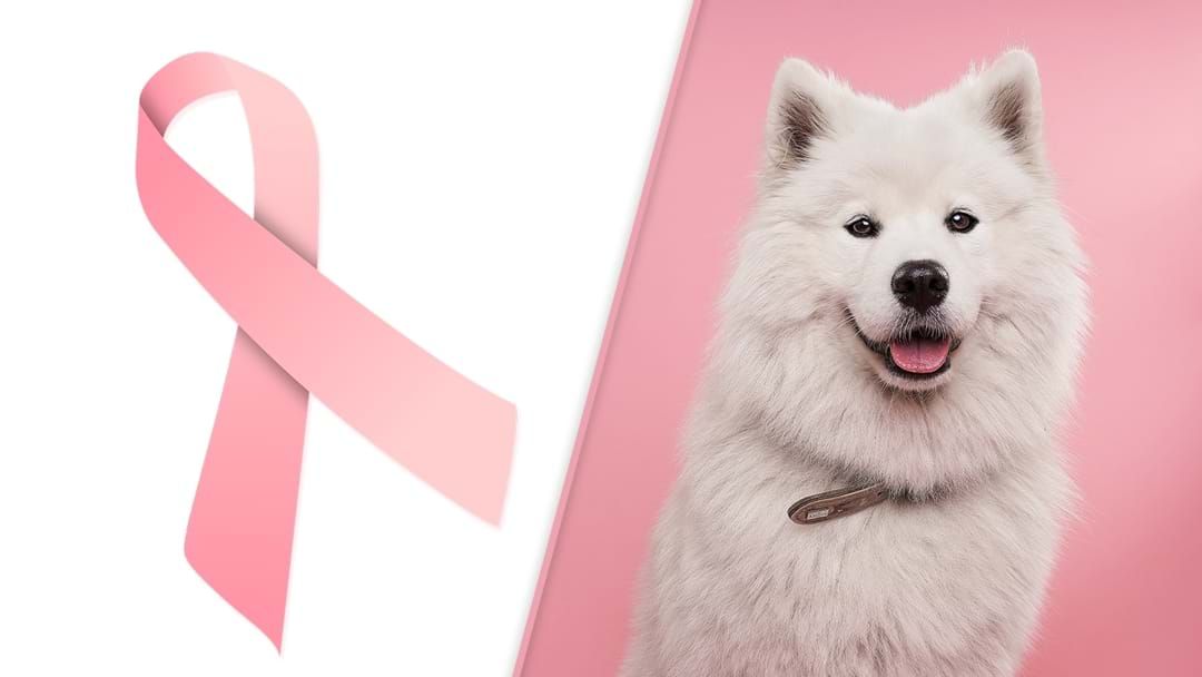 Article heading image for Listener Reveals How A Dog Saved Her Sister From Breast Cancer