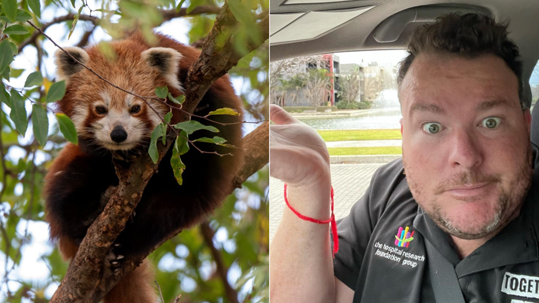 Article heading image for Here's Why Cosi Was On The Scene When The Adelaide Zoo's Lost Red Panda Was Found!