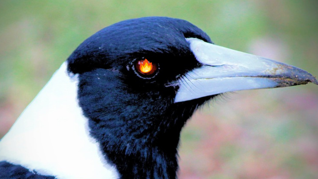 Article heading image for Has A Magpie Messed You Up?