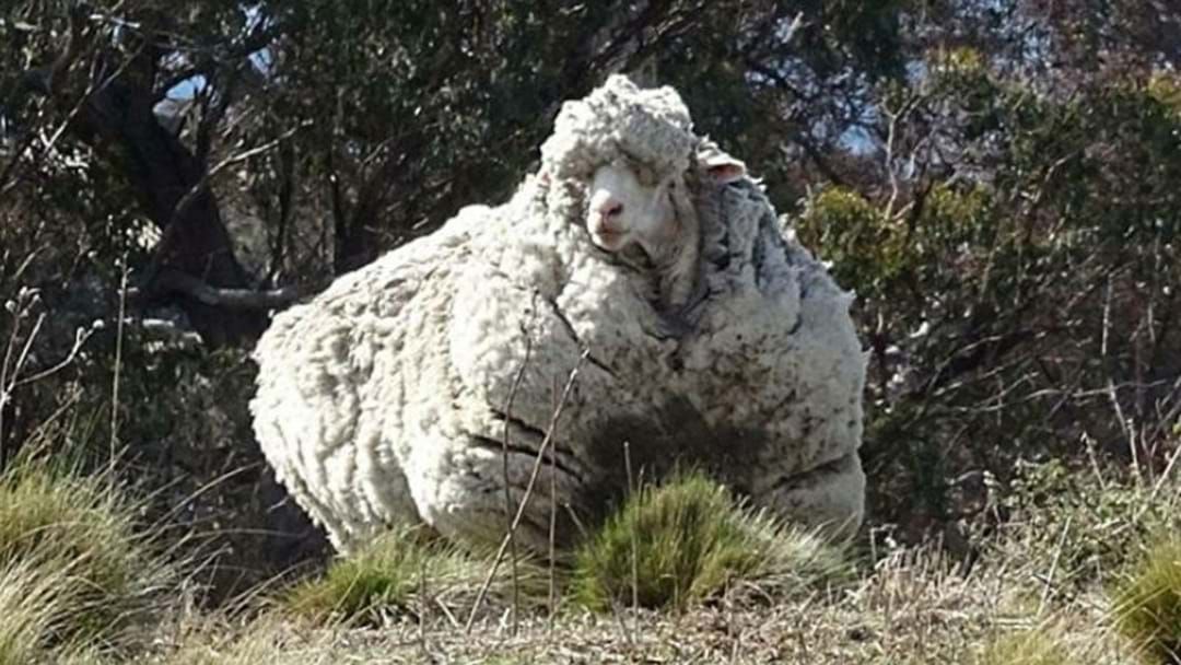 Article heading image for ARE THESE CHRIS THE SHEEP’S LONG LOST COUSINS?