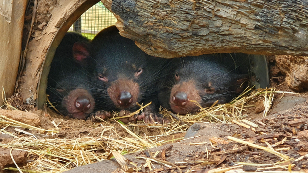 Article heading image for Three New Tasmanian Devil Pups Have Found A New Home In Kuranda At The Rainforeststation Nature Park