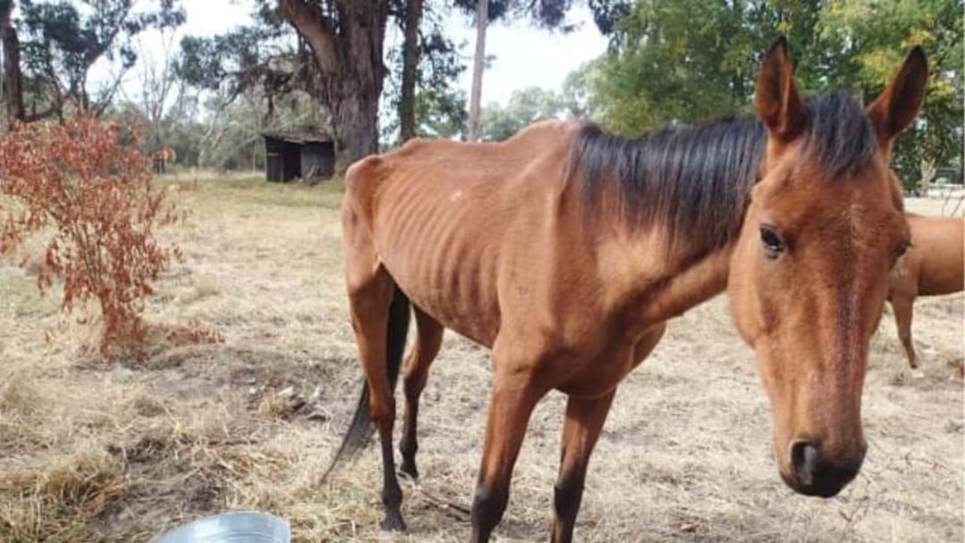 Article heading image for RSPCA WA Calls For More Vet Care Needed On Horses 