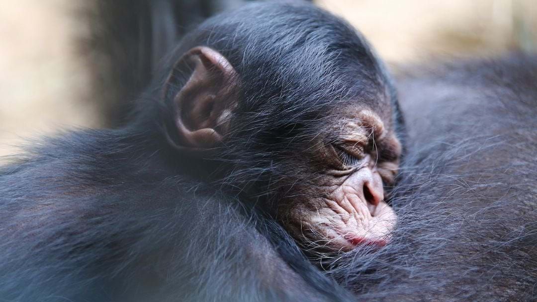 Article heading image for Rockhampton Zoo Has A New Baby Chimp And You Could Be The One To Name Him