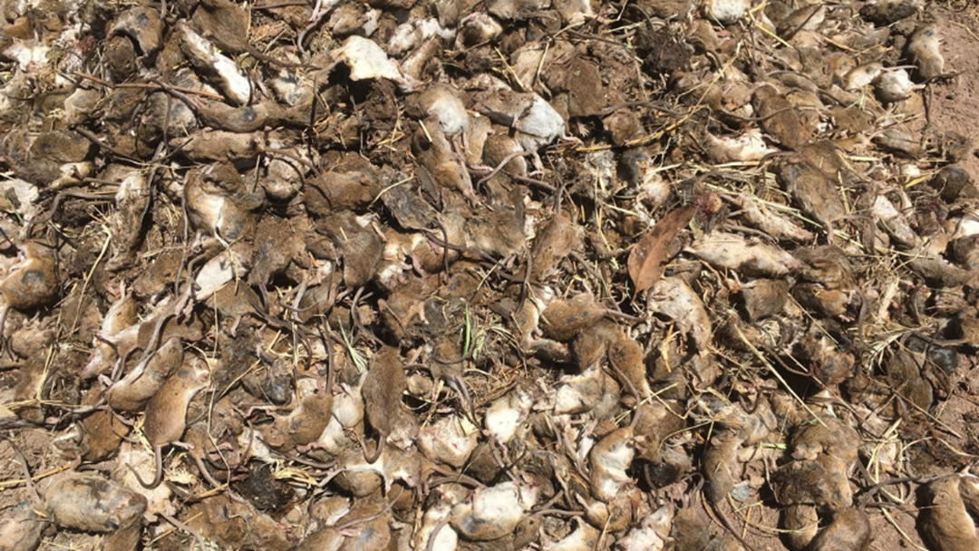 Article heading image for Mouse Plague Destroying Darling Downs Crops 