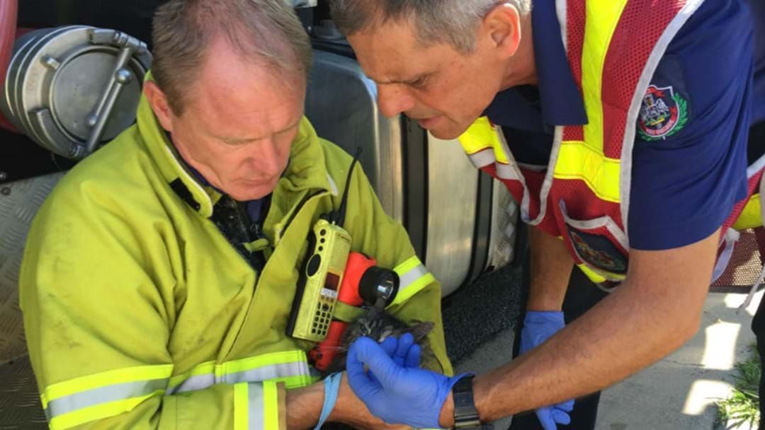 Article heading image for CAT RESUSCITATED AFTER HOUSE FIRE