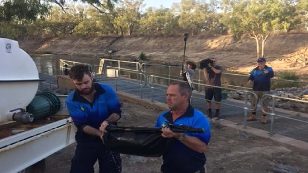 Article heading image for Rescued Murray Cod recovering at Narrandera