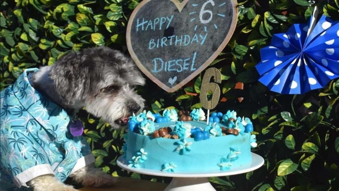 Article heading image for Guys, There's A Dog Bakery In Townsville And We Wanna Order A Pawsonalised Cake 