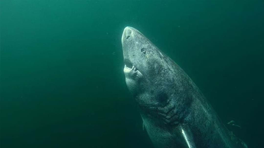 Article heading image for Scientists Catch Absolutely Enormous 512-Year-Old Shark