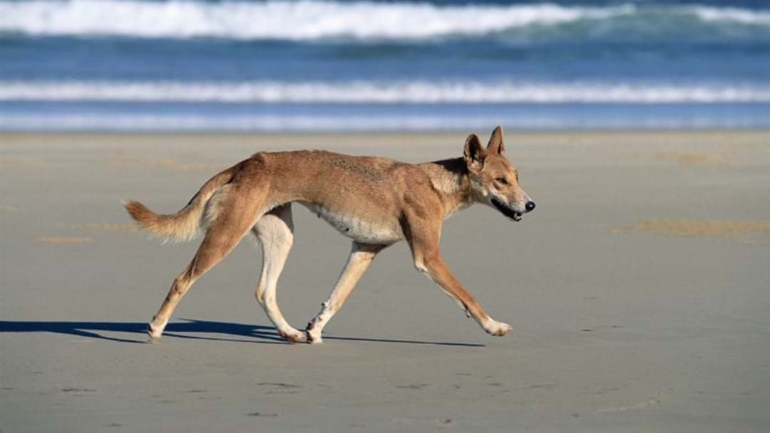 Article heading image for Young Girl Attacked By Dingo On Fraser Island 