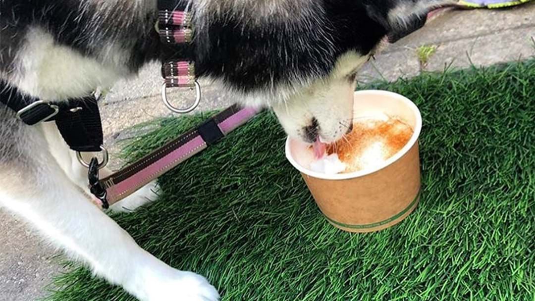 Article heading image for Stop Right Now, The Most Extravagant Dog Cafe In Adelaide Now Exists 