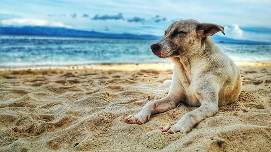 Article heading image for There’s A Tropical Island Where You Can Cuddle Dogs On The Beach