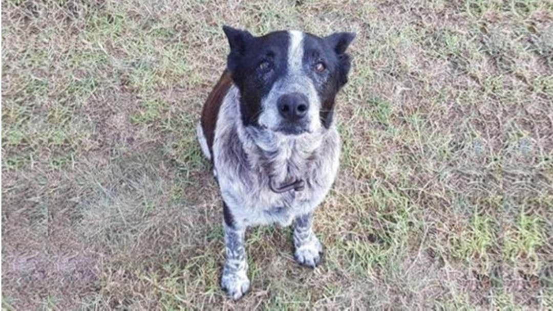 Article heading image for “Max” the Seventeen Year Old Blue Heeler Hero Pooch
