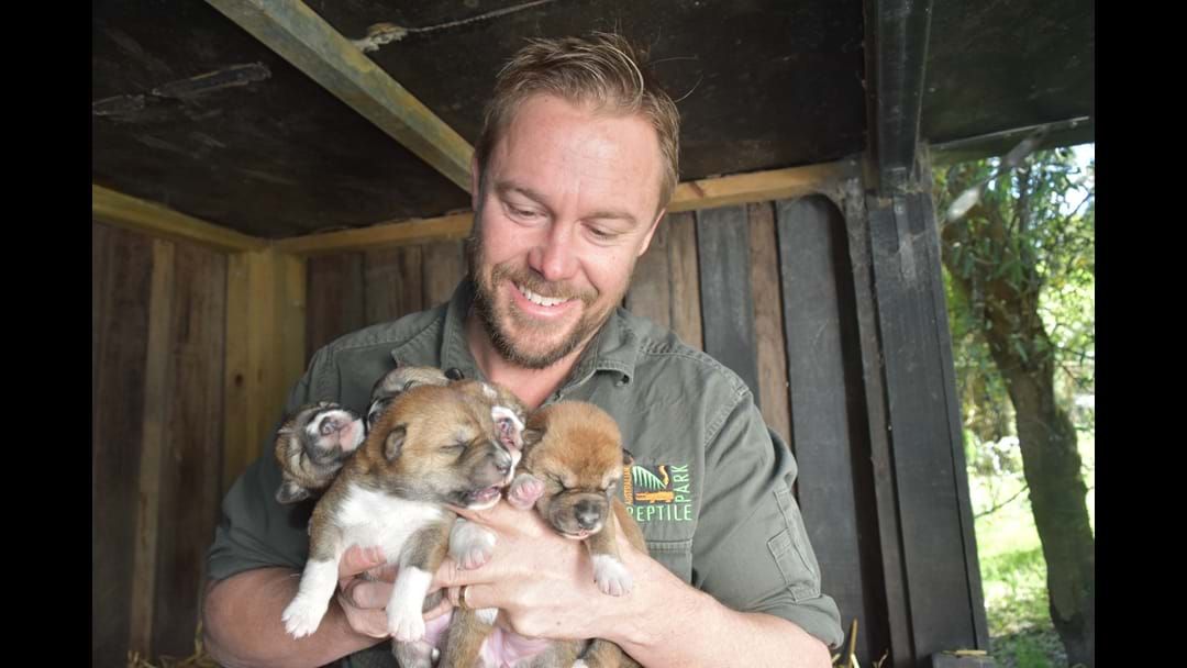 Article heading image for Gallery: Dingo Pups Born At The Reptile Park