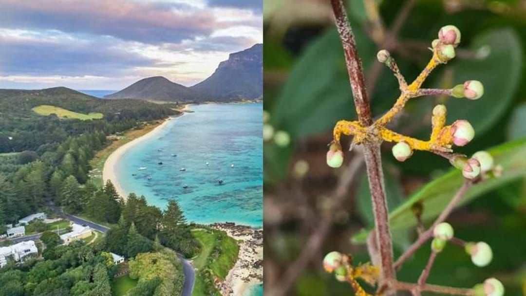 Article heading image for A Deadly Fungus Has Shut Down An Iconic Australian Island