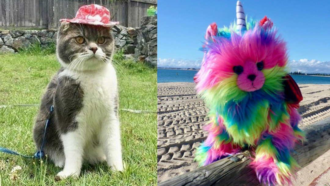 Article heading image for Cancel All Your Plans... There's a Cat Carnival On The Gold Coast This Weekend