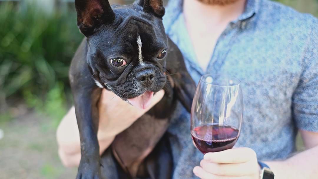 Article heading image for A Festival Celebrating Wine AND Dogs Is Coming To Melbourne