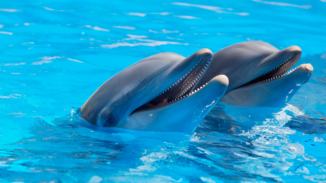 Article heading image for Lawsuit ahead for Dolphin Marine Magic
