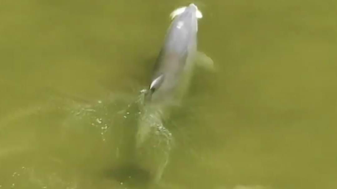Article heading image for This Footage Of A Dolphin FINALLY Catching His Lunch Is Oddly Captivating