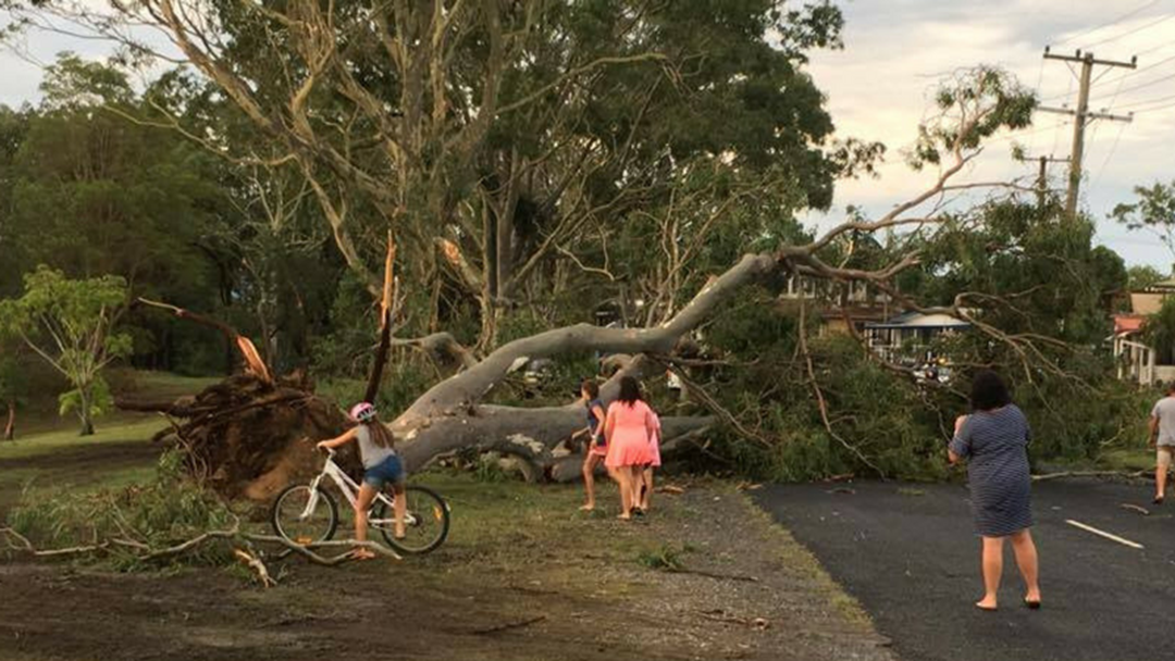 Article heading image for Trees Down as Wild Storms Cause Damage on Coffs Coast