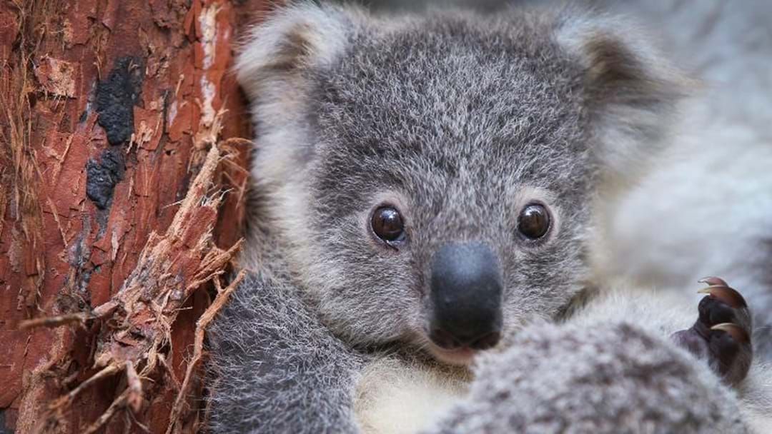 Article heading image for Midcoast Council Calls For Planting Trees For Wild Koala Day