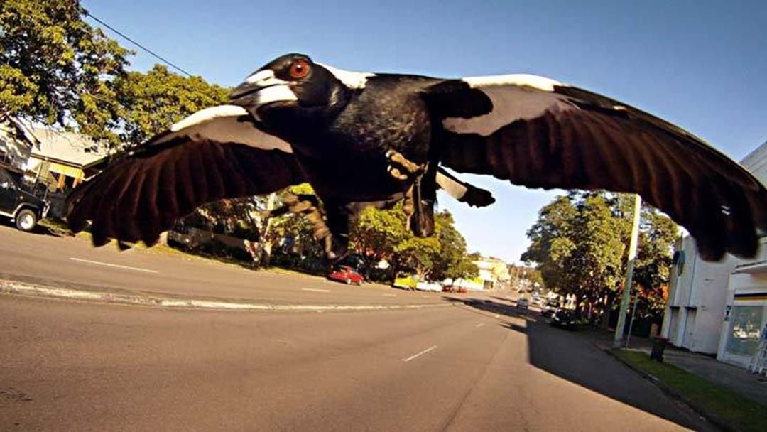 Article heading image for Is It Okay To Kill The Magpie Terrorising Bright?