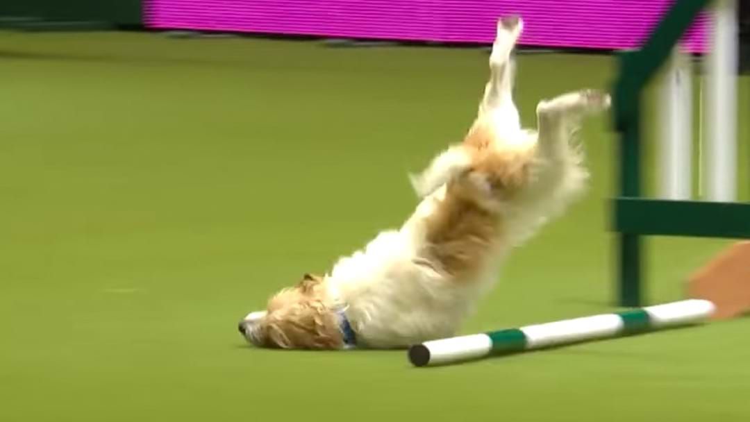 Article heading image for Jack Russell Loses The Plot At The Crufts Dog Show 