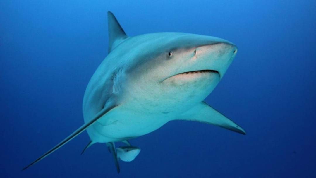 Article heading image for Heavy Rainfalls Trigger New Alert Over Increased Shark Activity 
