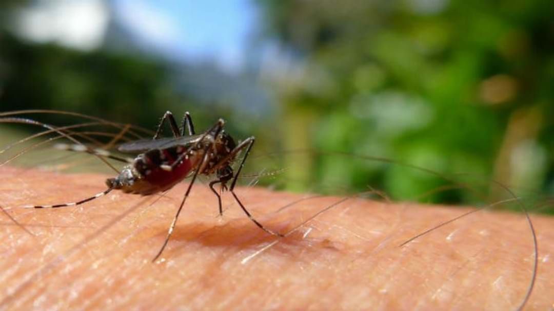 Article heading image for Possible Zika Virus Cure Found By Qld Scientists