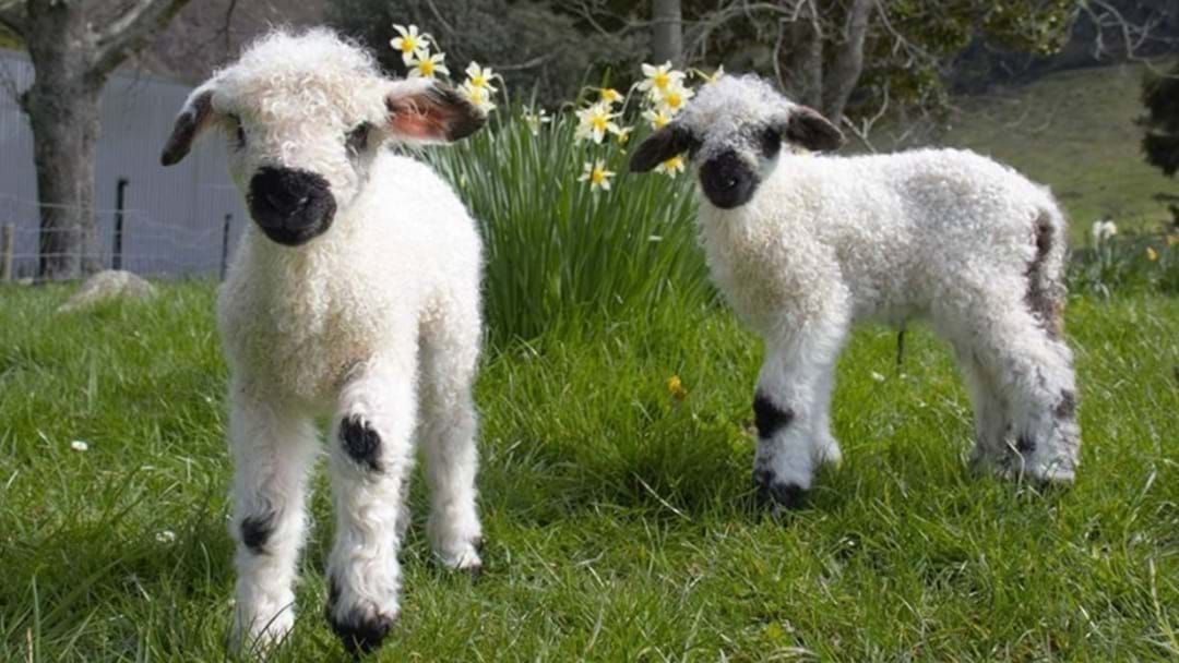 Article heading image for Poodle Sheep Are The Pet You Wish You Had 
