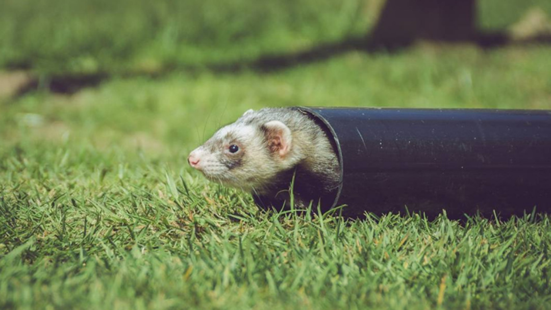 Article heading image for The Shepparton Show Wants Your Pet Ferrets For A Big Ferret Race Next Month!
