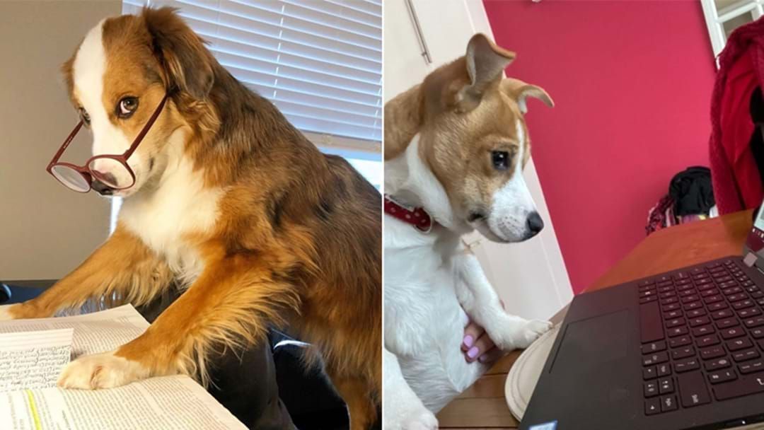 Article heading image for Someone’s Made An Instagram Devoted Entirely To Dogs Working From Home