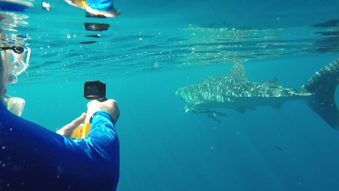 Article heading image for Coral Coast 2019: Swimming With Whale Sharks