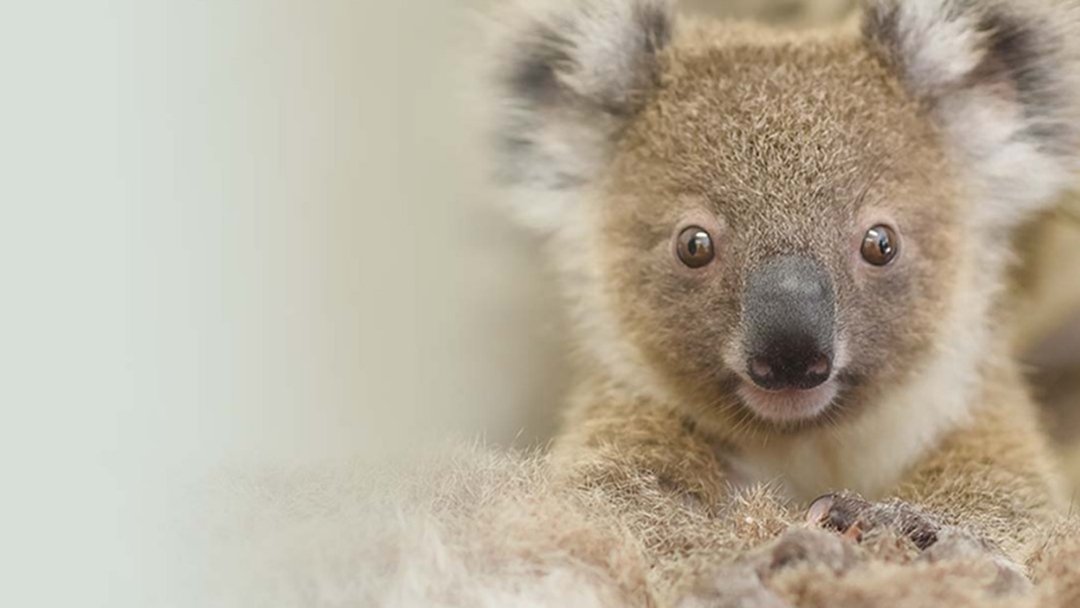 Article heading image for Currumbin Sanctuary's WILDlife Of The Party Fundraising Event