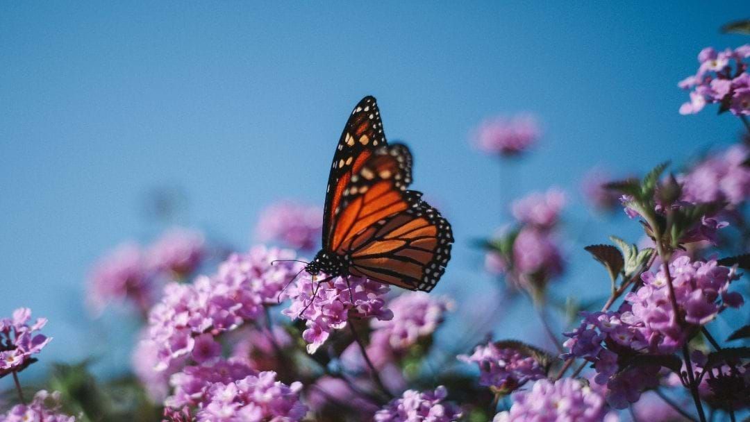 Article heading image for UPDATE: Winged Wonders Butterfly Display At Mackay Regional Botanic Gardens