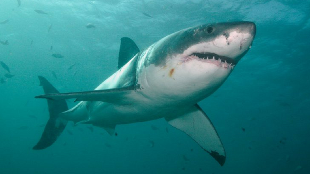 Article heading image for Shark Sighted Near Park Beach