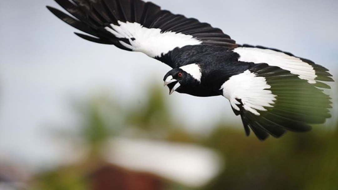 Article heading image for The Fraser Coast’s Most Feared Magpie 'The Duke' Strikes Again