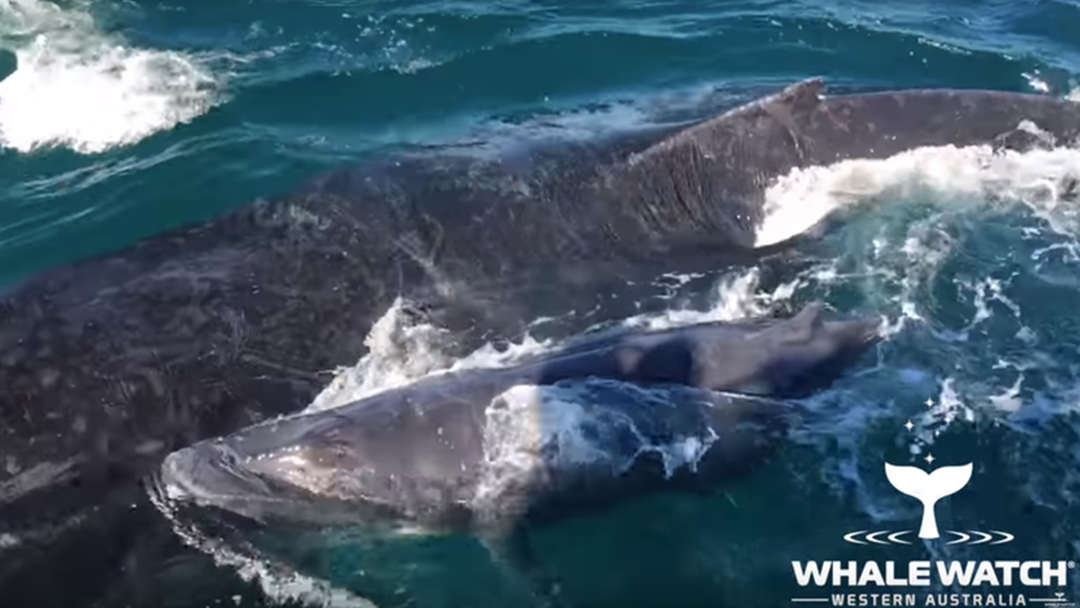 Article heading image for Watch: Mother Whale Protects Her Calf