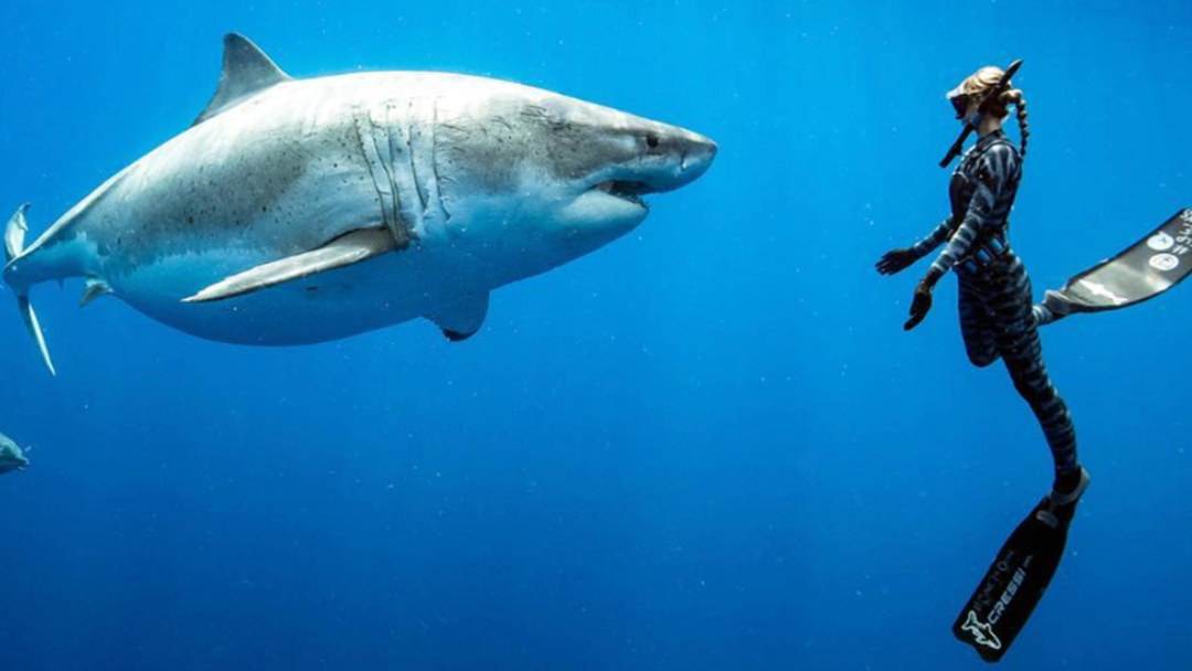 Article heading image for Shark Activist's Close Encounter With A SIX METRE Great White