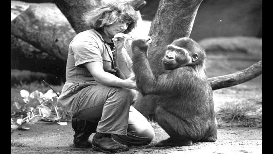 Article heading image for Much Loved Melbourne Gorilla Dies 