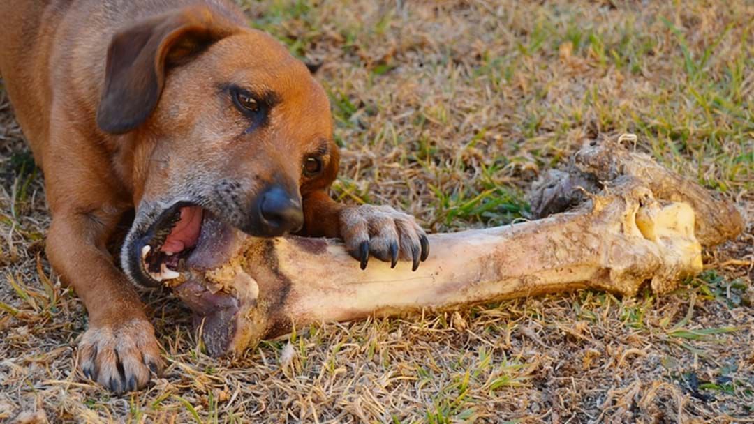 Article heading image for 2 Out Of 3 Callers Reckon No To Giving Your Dog A Bone