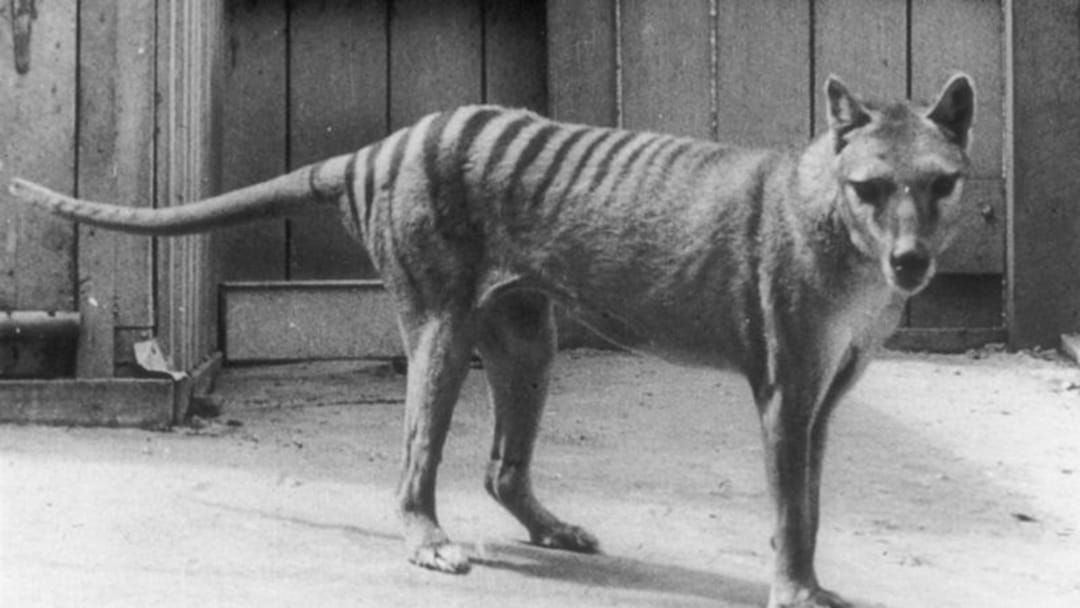 Article heading image for Could The Tassie Tiger Really Be Roaming The Mainland? 
