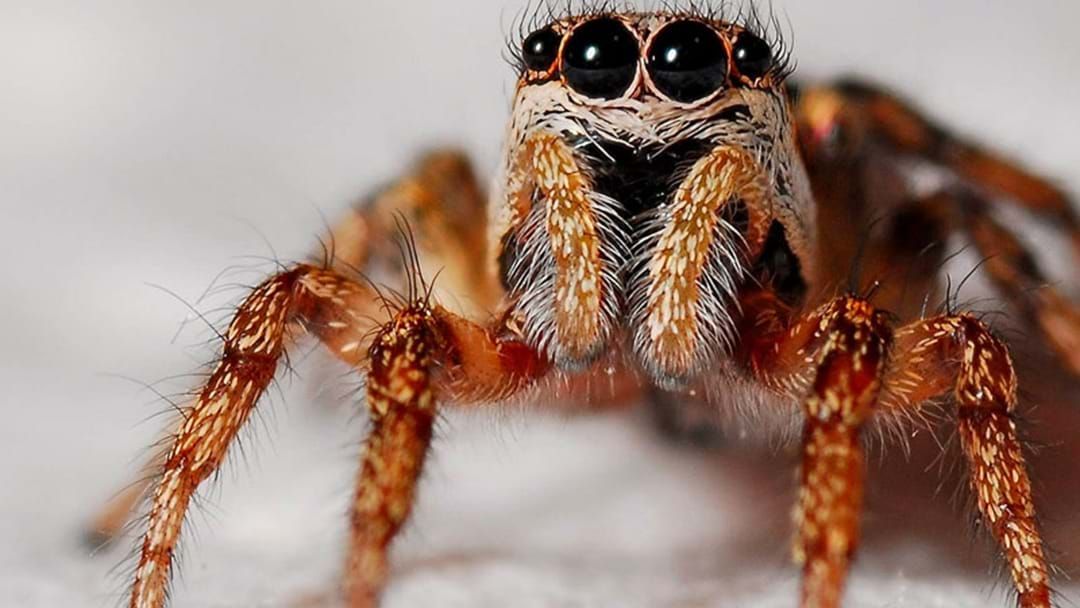 Article heading image for Kymba Revealed A Tip That Might Help You Beat Your Fear Of Spiders