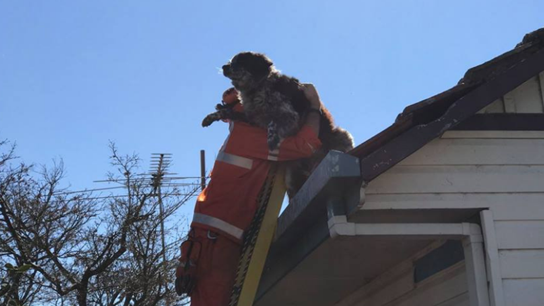 Article heading image for Chucky The Wodonga Dog Rescued From Rooftop 7ks From Home