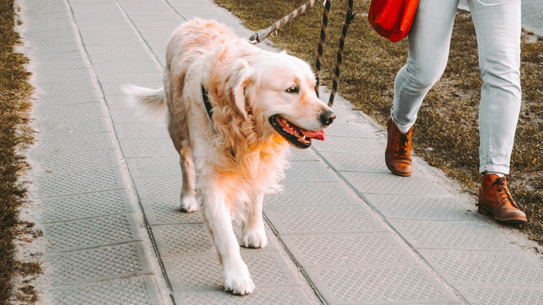 Article heading image for 10 Reasons Why You Should Be Walking Your Dog Daily