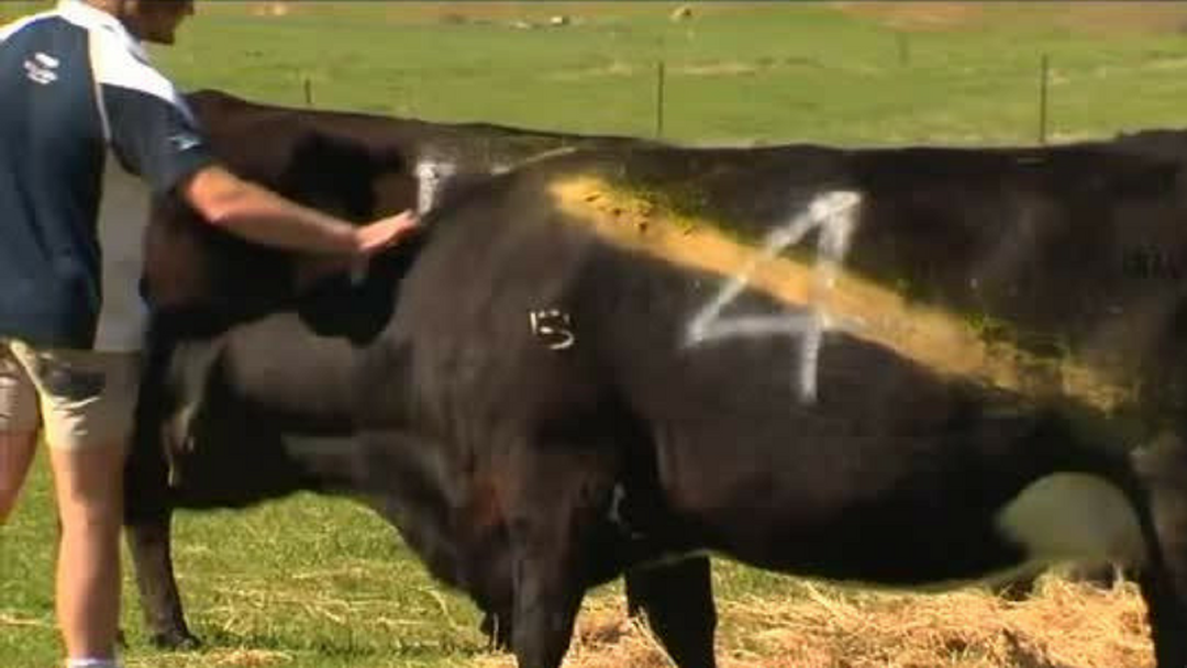 Article heading image for Dederang Farmers are painting their cows like Tigers!
