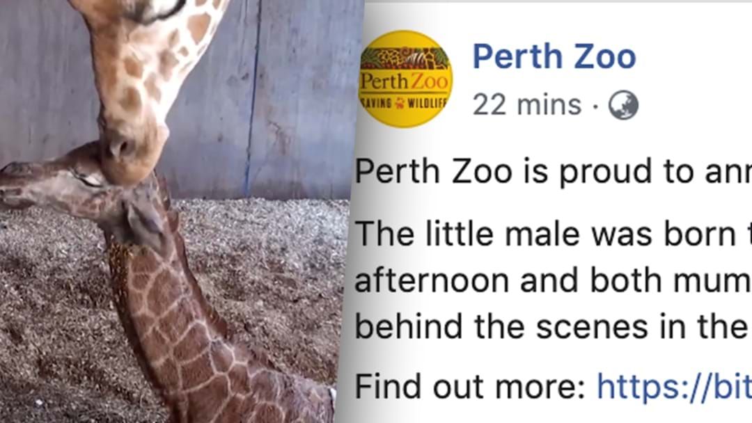 Article heading image for Perth Zoo Has A New Addition And Yes, It's As Cute As You Think!