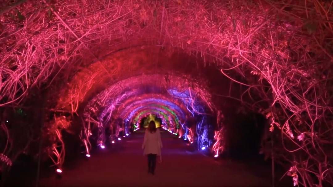 Article heading image for PSA: Adelaide's Immersive After-Dark Light Show Is Back!