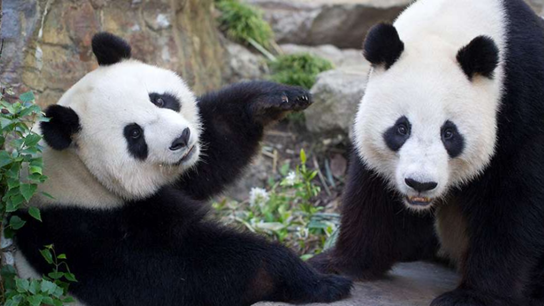 Article heading image for Mayor Wants Panda Swap With New Chinese Sister City