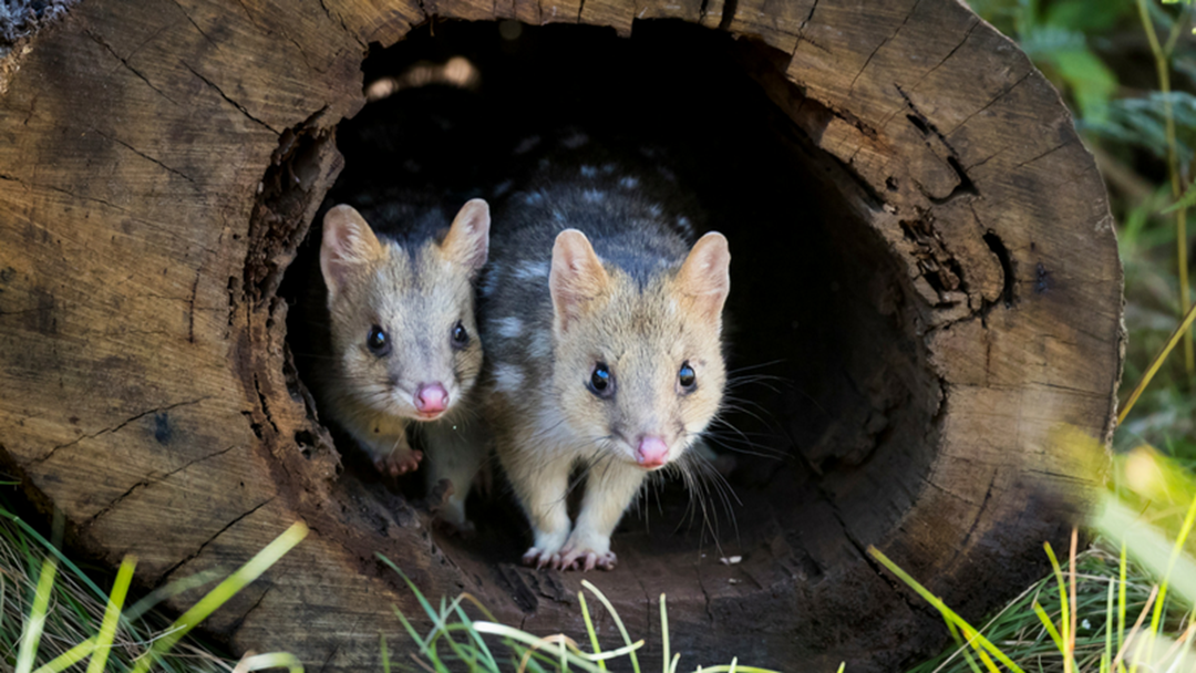 Article heading image for Plans to breed endangered mammals just two hours up the road